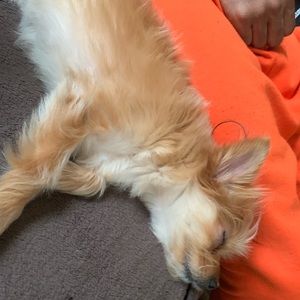 Meet your Posher, Brittney